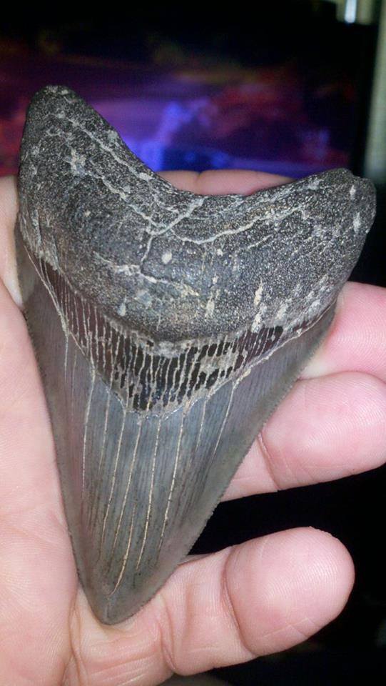 megalodon teeth north carolina beach, megalodon teeth nc, megalodon teeth wahs on nc beach, megalodon teeth found on north carolina beach, magalodon teeth north carolina, giant megalodon teeth have washed along beaches in NC due to latest coastal storms and high tides,