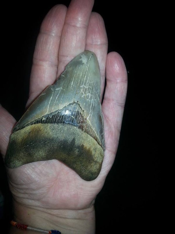 megalodon teeth north carolina beach, megalodon teeth nc, megalodon teeth wahs on nc beach, megalodon teeth found on north carolina beach, magalodon teeth north carolina, giant megalodon teeth have washed along beaches in NC due to latest coastal storms and high tides,
