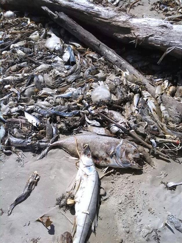 millions dead fish tamaulipas mexico october 2015, fish die off mexico october 2015, massie fish die off tamaulipas, toneladas de peces muertos en Playa Tesoro., millones de peces muertos en la Playa Tesoro y Dunas Doradas, mass die-off october 2015, apocalyptic mass die-off tamaulipas mexico