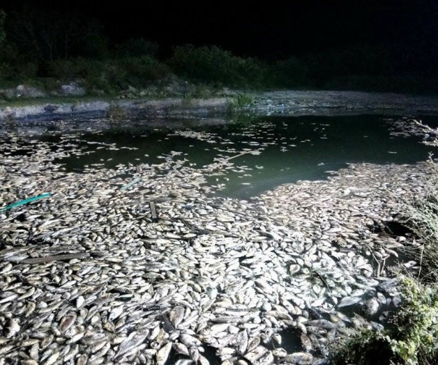 millions dead fish tamaulipas mexico october 2015, fish die off mexico october 2015, massie fish die off tamaulipas, toneladas de peces muertos en Playa Tesoro., millones de peces muertos en la Playa Tesoro y Dunas Doradas, mass die-off october 2015, apocalyptic mass die-off tamaulipas mexico