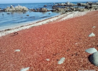 red crabs monterey, red crabs monterey die-off, red crabs monterey mass die-off, red crabs wash ashore along beaches in monterey, el nino red crabs monterey, red crabs monterey el nino strong, Dead red crabs on the shore of Pacific Grove