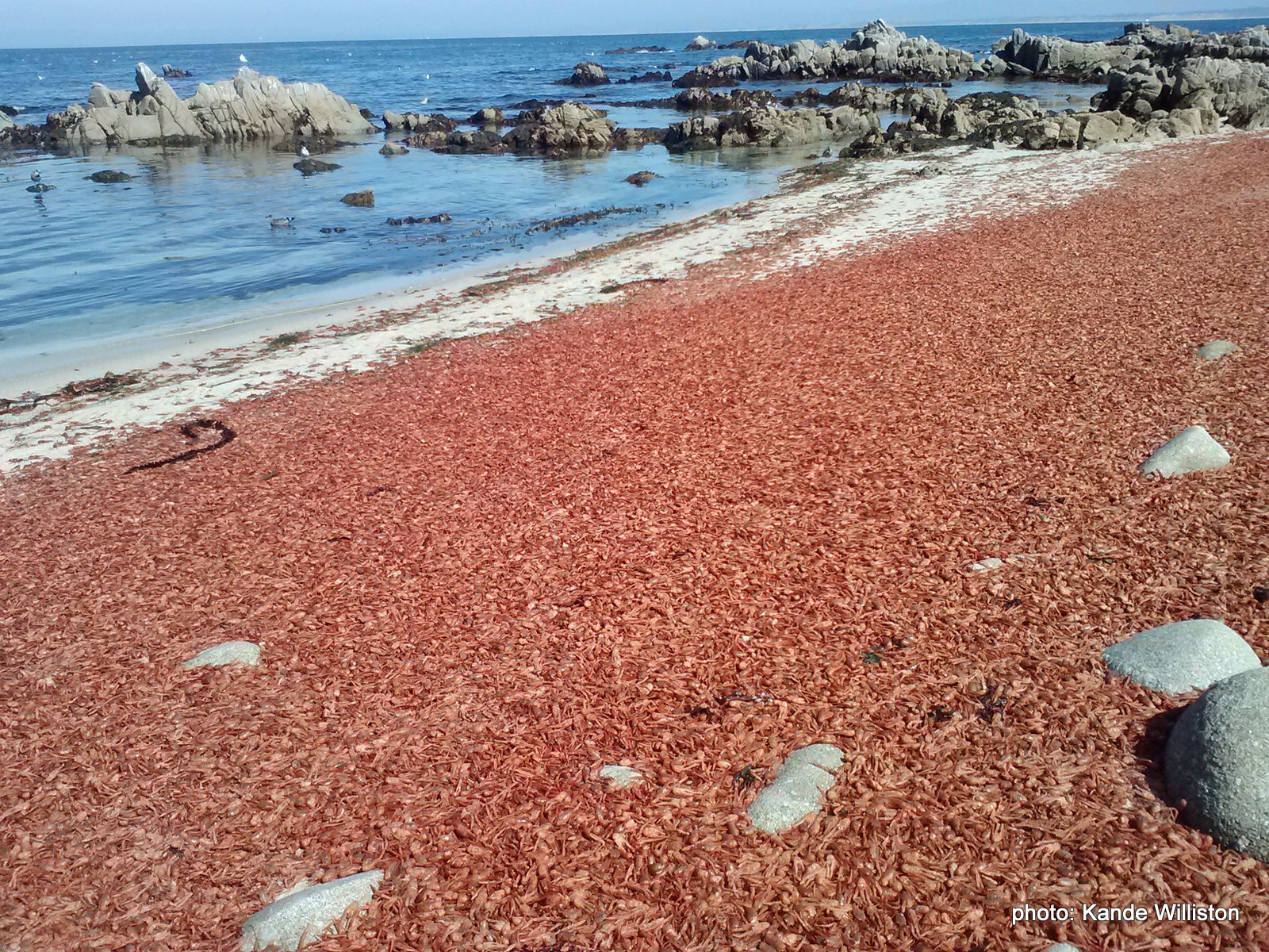 red crabs monterey, red crabs monterey die-off, red crabs monterey mass die-off, red crabs wash ashore along beaches in monterey, el nino red crabs monterey, red crabs monterey el nino strong, Dead red crabs on the shore of Pacific Grove
