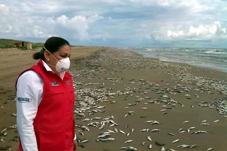 red tide fish kill mexico, red tide fish kill mexico photo, red tide fish kill mexico october 2015, 14 tons fish dead on mexico beach red tide, red tide kills thousand fish in tamaulipas mexico, mass die-off fish red tide, fish kill news october 2015, latest animal die-off 2015
