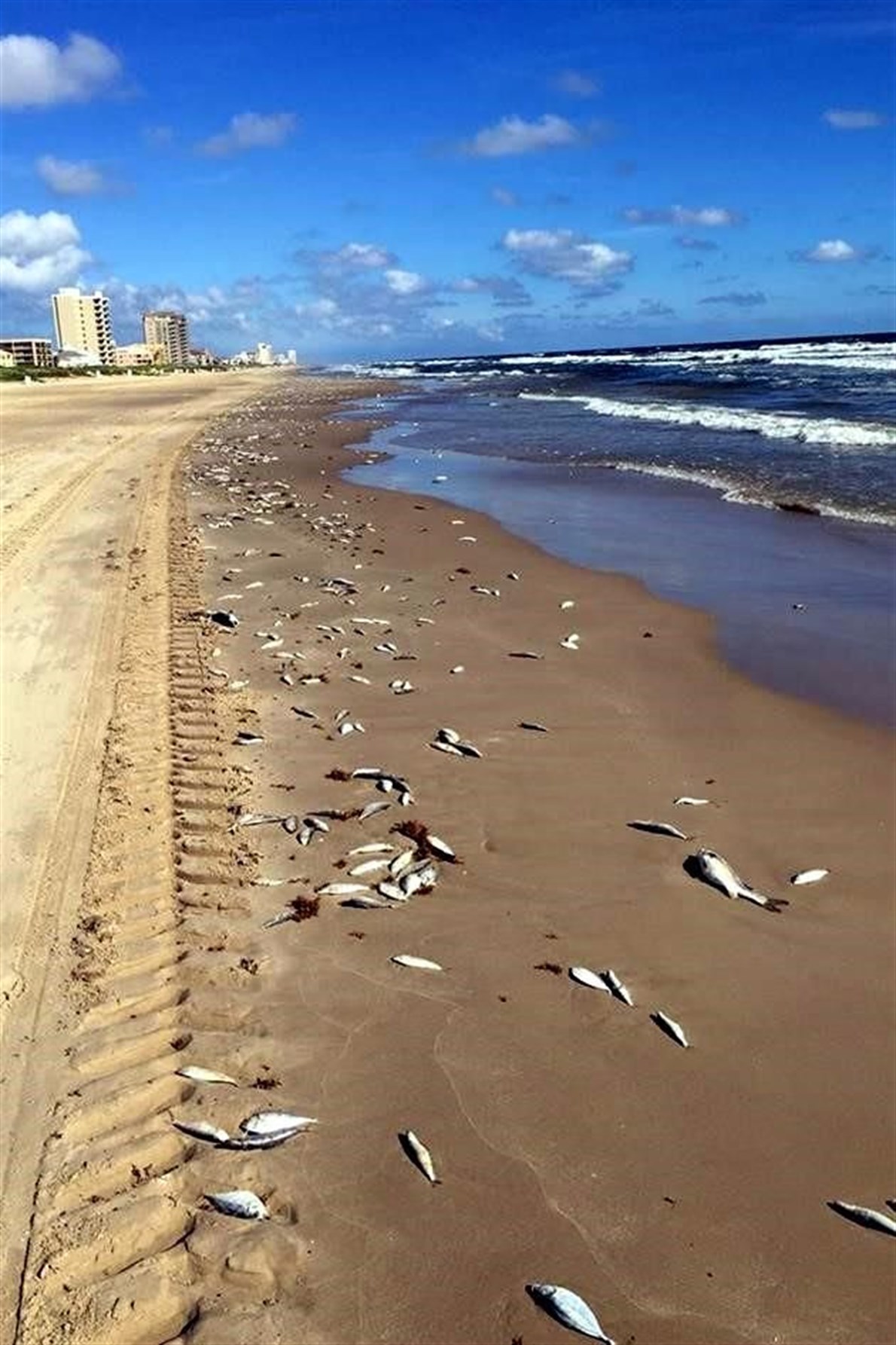 red tide fish kill mexico, red tide fish kill mexico photo, red tide fish kill mexico october 2015, 14 tons fish dead on mexico beach red tide, red tide kills thousand fish in tamaulipas mexico, mass die-off fish red tide, fish kill news october 2015, latest animal die-off 2015