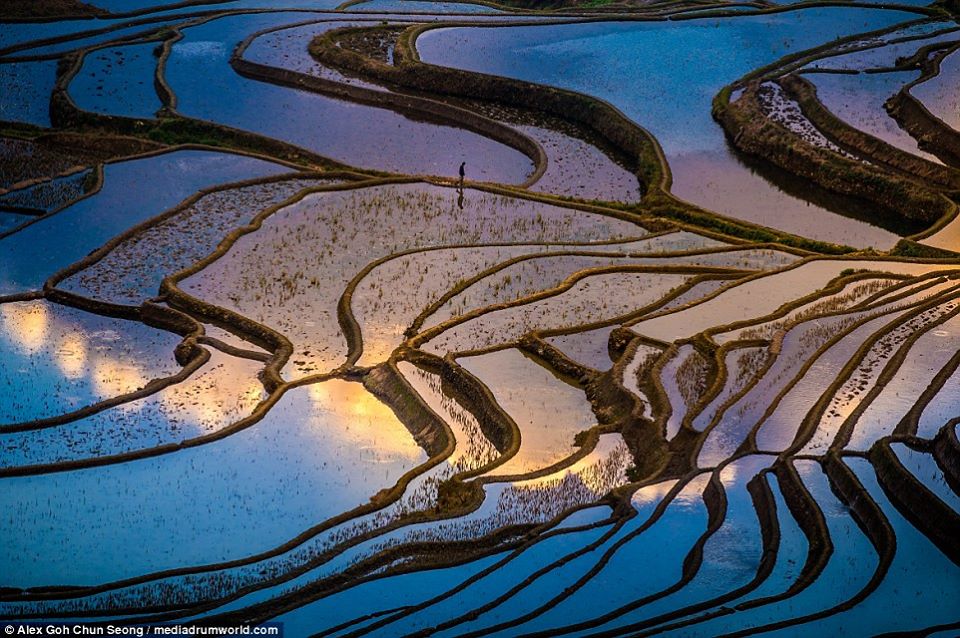 rice field picture, land of the thousand mirrors, the land of the thousand mirrors phenomenon, sun reflection in rice fields, awesome pictures of rice fields, best pictures of rice fiels sunset