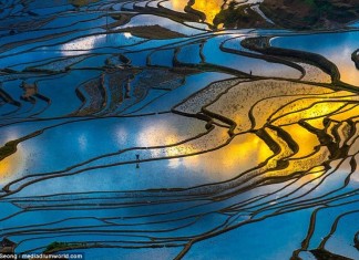 rice field picture, land of the thousand mirrors, the land of the thousand mirrors phenomenon, sun reflection in rice fields, awesome pictures of rice fields, best pictures of rice fiels sunset