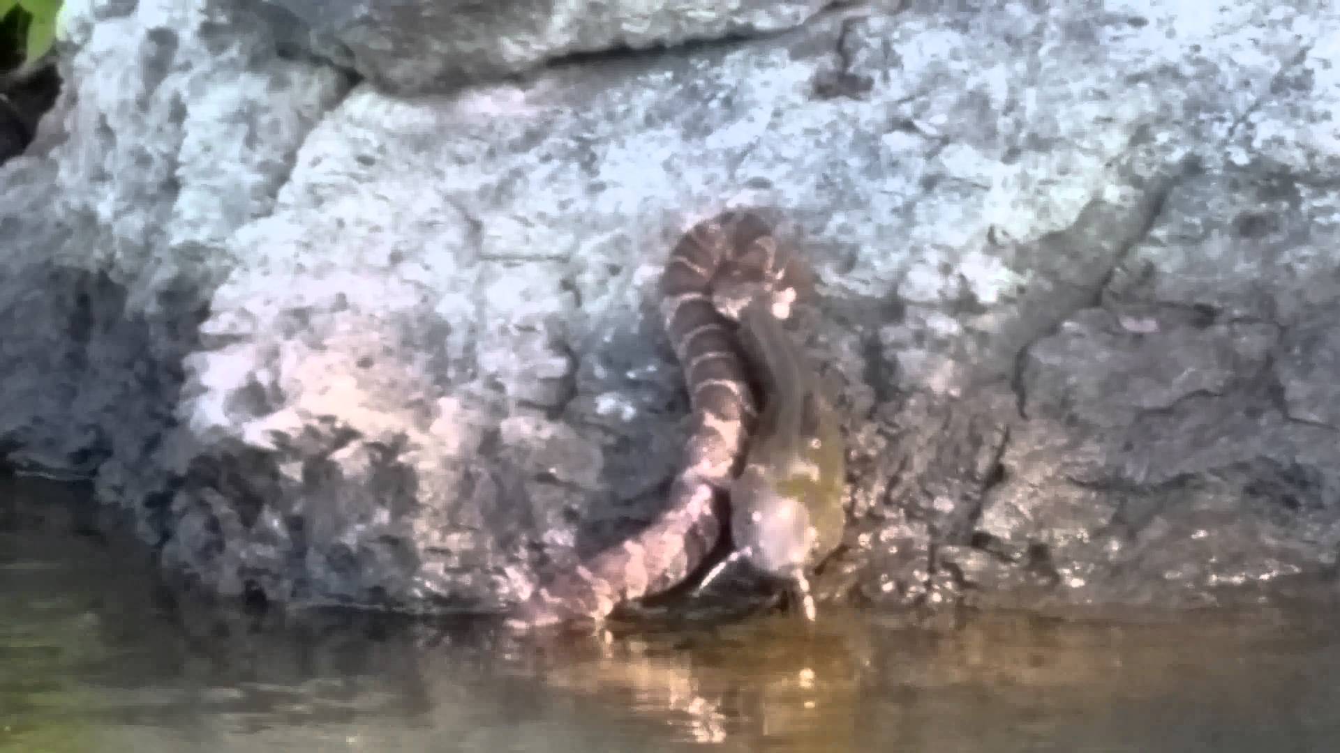 Snake drags catfish out of the water at Falls Lake, Snake drags catfish out of the water at Falls Lake video, This snake is filmed dragging a catfish out of the water at Falls Lake in Rolesville, North Carolina. Next time it's your turn, snake vy catfish video, snake catfish nc video, snake catfish video