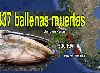 337 dead whales chile, 337 ballenas muertas en Chile, 337 dead whales patagonia chile, mysterious whale mass die-off chile, mystery as 337 whales die in chile, Fiscalía investiga varamiento de más de 300 ballenas entre el Golfo de Penas y Puerto Natales, Investigan varamiento de más de 300 ballenas entre el Golfo de Penas y Puerto Natales, Varamiento de 337 ballenas en Chile