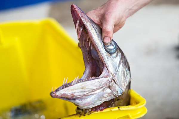 lancetfish, lancetfish new zealand, lancetfish new plymouth, deep sea fish beaches in New Plymouth, deep sea lancetfish beach on new zealand beach, monster of the deep, deep sea monster lancetfish, Lancetfish can grow up to 2m. The New Plymouth one was 1.5m long