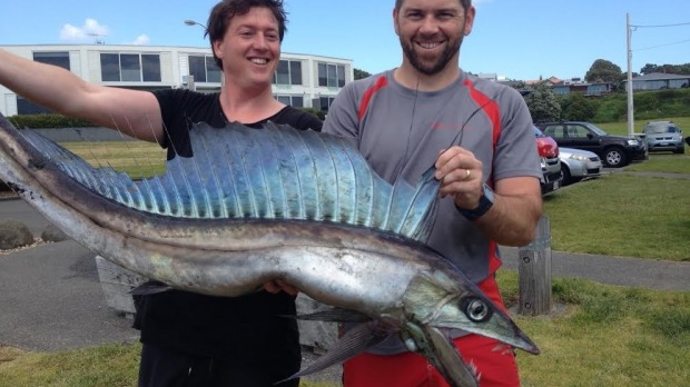lancetfish, lancetfish new zealand, lancetfish new plymouth, deep sea fish beaches in New Plymouth, deep sea lancetfish beach on new zealand beach, monster of the deep, deep sea monster lancetfish, Lancetfish can grow up to 2m. The New Plymouth one was 1.5m long