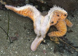 mystery disease kills starfish pacific, Sea Star Wasting Disease, why millions of sea star die along pacific coast, starfish die-off pacific, pacific coast sea star mass kill,