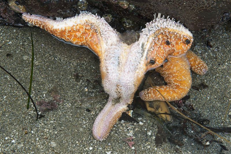 mystery disease kills starfish pacific, Sea Star Wasting Disease, why millions of sea star die along pacific coast, starfish die-off pacific, pacific coast sea star mass kill, 