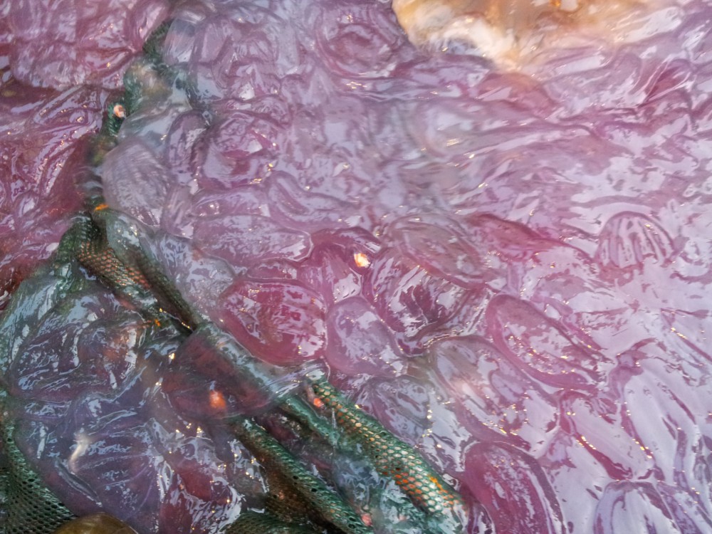 mystery purple slime fjord norway, mystery purple slime fjord norway photo, mystery purple slime norway, mystery purple slime fjord norway video, Mysterious purple jellyfish slime over fishing equipment on a boat, purple slime norway, weird jellyfish mucus norway, mysterious purple slime jellyfish norway, The unexplained purple mucus is now called a plague by local fishermen