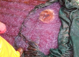 mystery purple slime fjord norway, mystery purple slime fjord norway photo, mystery purple slime norway, mystery purple slime fjord norway video, Mysterious purple jellyfish slime over fishing equipment on a boat, purple slime norway, weird jellyfish mucus norway, mysterious purple slime jellyfish norway