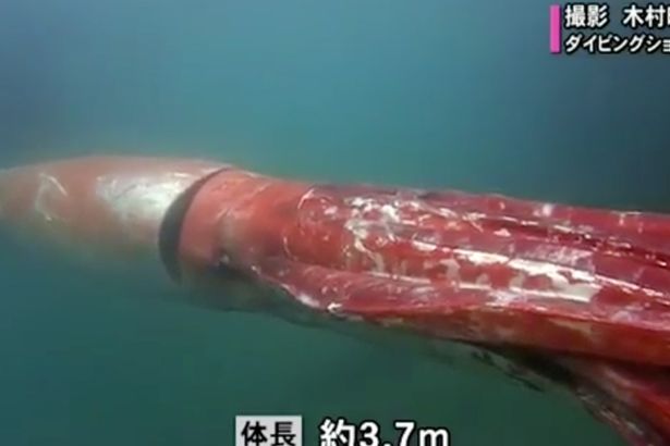 giant squid japan, giant squid japan pictures, giant squid japan video, giant squid japan christmas eve, giant squid japan christmas, giant squid japan videos, giant squid japan photo, giant squid japan harbor, giant squid japan