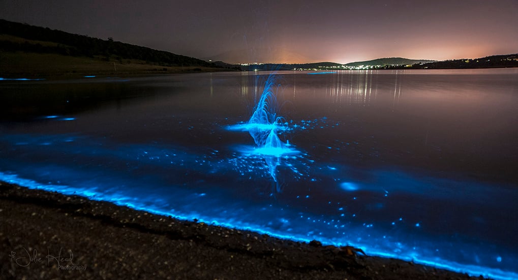 glowing beach, bioluminescent plankton, glowing beach bioluminescent plankton, bioluminescence, bioluminescence phenomenon, glowing beach pictures, glowing beach video, bioluminescence picture, bioluminescence video, Bioluminescent Plankton on the Shores of Hong Kong