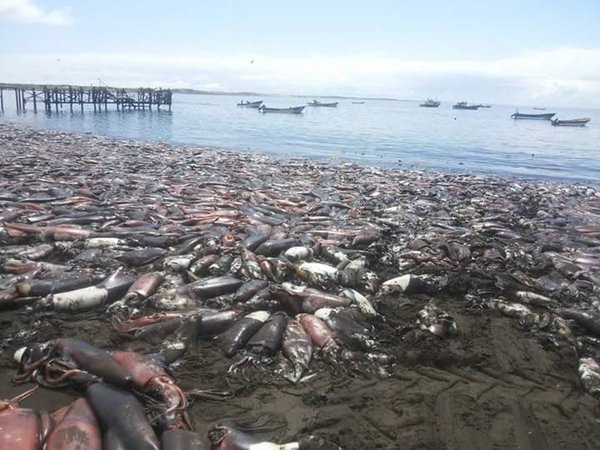 cuttlefish mass die-off chile, mysterious cuttlefish mass die-off chile, apocalyptical cuttlefish mass die-off chile, thousands of cuttlefish die in Chile, thousands of cuttlefish die in Santa Maria de Coronel chile, chile cuttlefish mass die-off january 2016