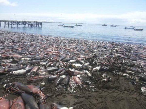 cuttlefish mass die-off chile, mysterious cuttlefish mass die-off chile, apocalyptical cuttlefish mass die-off chile, thousands of cuttlefish die in Chile, thousands of cuttlefish die in Santa Maria de Coronel chile, chile cuttlefish mass die-off january 2016