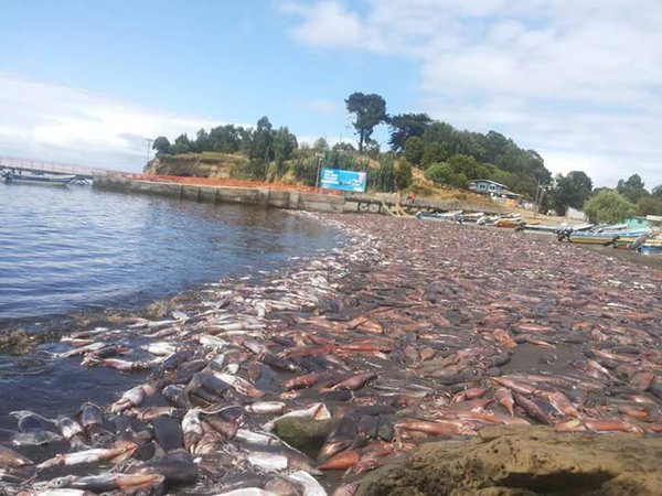 cuttlefish mass die-off chile, mysterious cuttlefish mass die-off chile, apocalyptical cuttlefish mass die-off chile, thousands of cuttlefish die in Chile, thousands of cuttlefish die in Santa Maria de Coronel chile, chile cuttlefish mass die-off january 2016
