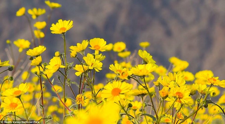 Death Valley flower super bloom in pictures and video - Strange Sounds