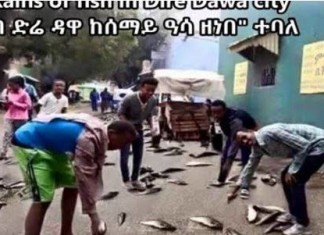 fish rain ethiopia, rain of fish ethiopia, Rains of fish in Dire Dawa city Ethiopia, Rains of fish in Dire Dawa video, Rains of fish in Dire Dawa photo
