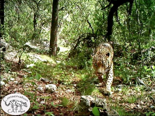 us wild jaguar video, us wild jaguar, us wild jaguar picture, us wild jaguar, el jeffe us wild jaguar, us wild jaguar picture and video, first video us wild jaguar