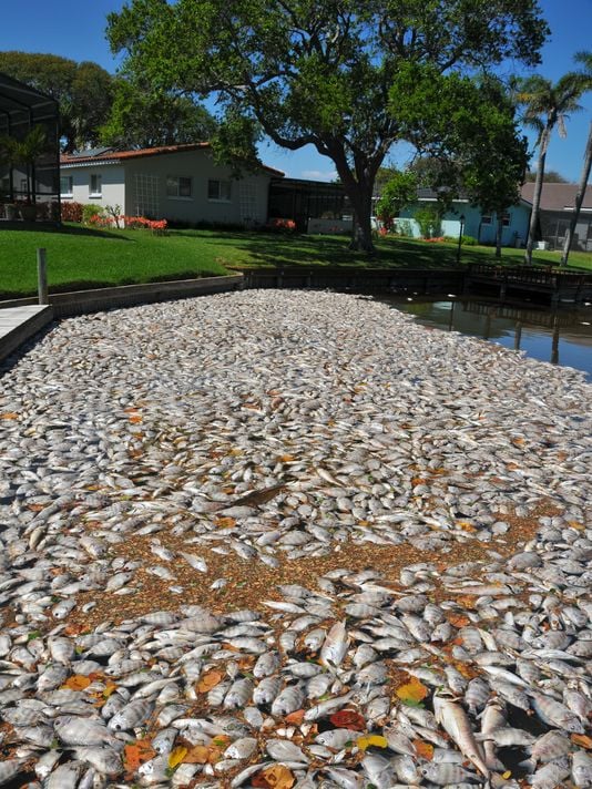 Indian River Lagoon fish kill in Florida, florida fish kill, hundred thousands of fish dead in florida, mysterious fish kill in florida, florida indian riverlagoon fish kill, florida fish kill march 2016