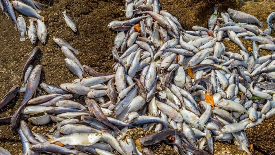 Indian River Lagoon fish kill in Florida, florida fish kill, hundred thousands of fish dead in florida, mysterious fish kill in florida, florida indian riverlagoon fish kill, florida fish kill march 2016