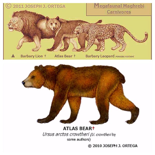 atlas bear video march 2016, atlas bear video march 2016, atlas bear filmed in Algeria march 2016, atlas bear not extinct, atlas bear filmed in algeria march 2016