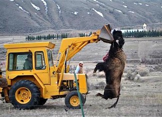bison slaughter yellowstone. bison killing yellowstone, yellowstone bison killing 2016, 1000 bisons captured and killed in Yellowstone, why are they killing bisons in Yellowstone, yellowstone national park bison killing