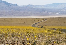 death valley super bloom, death valley super bloom 2016, death valley super bloom march 2016, death valley super bloom pictures video, death valley super bloom video 2016, death valley super bloom pictures and videos march 2016
