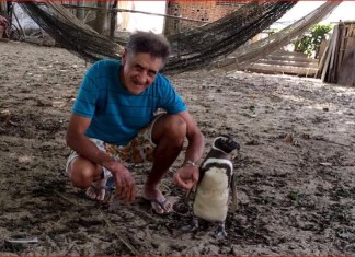 jinjing, jinjing penguin, jinjing penguin video, jinjing penguin documentary, jinjing penguin film, jinjing penguin story, Patagonian Penguin Finds Second Home in Brazil, A Magellanic penguin that migrates from Patagonia and a retired bricklayer in a Brazilian fishing village have struck up an unusual friendship