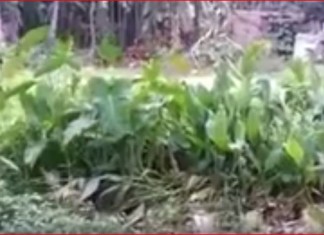 moving plants, moving plants mystery video, video of mystery moving plants, mysterious moving plants video, vietnam mysterious moving plants