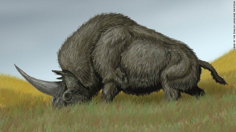 real unicorn fossil, real siberian unicorn, real siberian unicorn fossil, real siberian unicorn find, real siberian unicorn roamed earth 30000 years ago