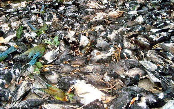 5000 birds killed storm bengladesh, birds killed storm bengladesh april 2016, 5000 birds killed by storm in Bengladesh, dead birds bengladesh april 2016