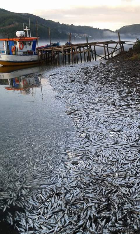 millions dead sardines chile queule river, fish kill chile april 2016, apocalyptical mass die-off chile april 2016, millions of sardines die in queule river chile