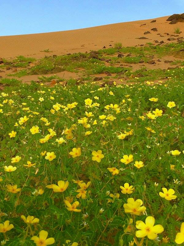 flower desert saudi arabia, flowering desert saudi arabia, flower desert saudi arabia may 2016, flower desert saudi arabia pictures