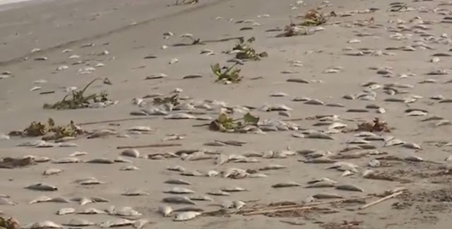 hundreds of thousands dead fish Grand Isle beach louisiana, fish die-off Grand Isle beach louisiana, Grand Isle beach louisiana dead fish may 24 2016, giant mass die-off Grand Isle beach louisiana may 2016, Grand Isle beach louisiana fish kill may 2016 video