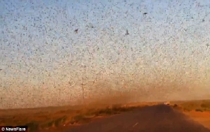 millions locusts swarm russia, millions locusts swarm russia may 2016, millions locusts swarm russia video, biblical locust invasion russia, apocalyptical locust invasion dagestan may 30 2016 video, locust invasion russia video