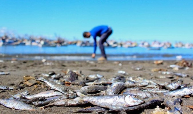 red tide chile salmon sardines die-off, fish die-off, chile fish mass die-off, red tide kills millions of fish in chile, why are fish dying in chile, chile salmon and sardines die-off