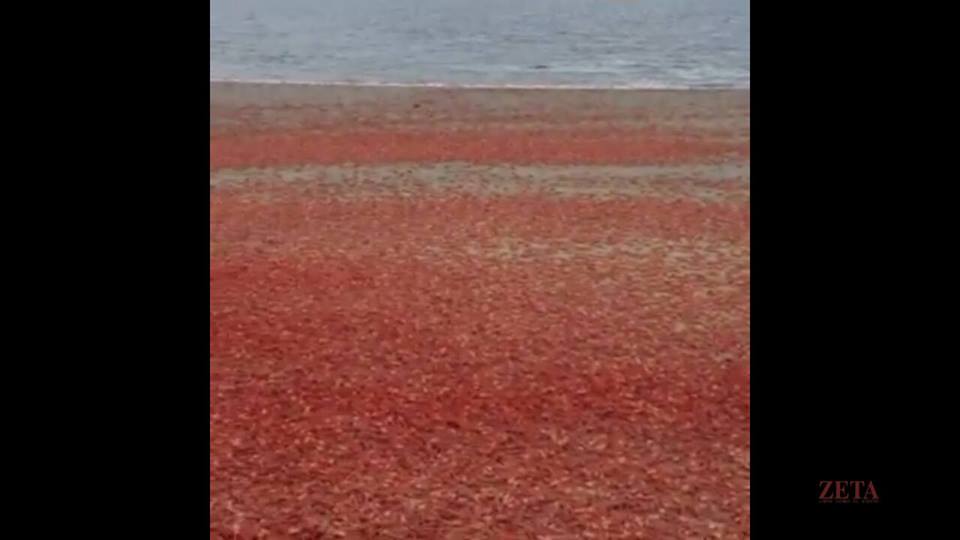 thousands tuna crab ensenada mexico blood red beach, crab die-off mexico may 15 2016, millions tuna crab die mexico, millions tuna crab die ensenada mexico, baja california red crab die-off