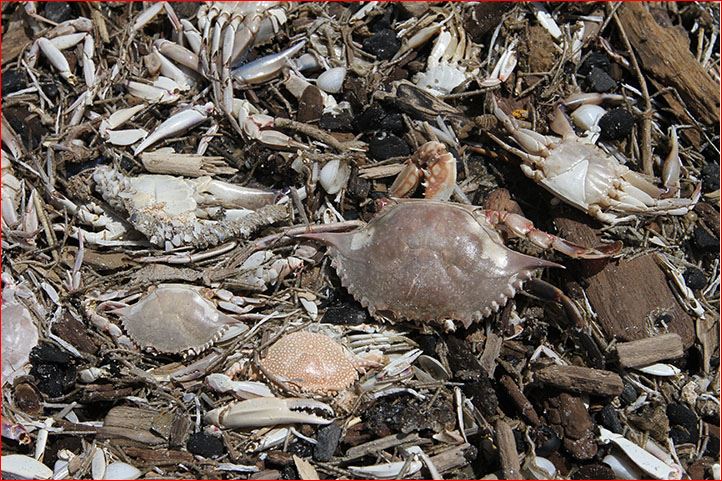dead crabs starfish port aransas texas, port aransas dead mass die-off, mysterious die off port aransas, thousands of crabs and sea stars die in port aransas texas, crab sea star die off port aransas