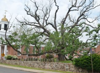 The oldest white oak tree in the US is dying and no one knows why, holy oak new jersey dying, holy oak dying, The oldest white oak tree in the US is dying