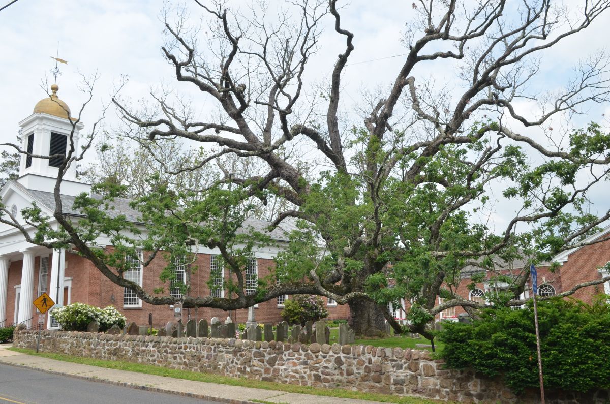 The oldest white oak tree in the US is dying and no one knows why, holy oak new jersey dying, holy oak dying, The oldest white oak tree in the US is dying