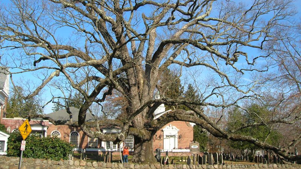 The oldest white oak tree in the US is dying and no one knows why, holy oak new jersey dying, holy oak dying, The oldest white oak tree in the US is dying