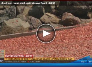 Thousands of red tuna crabs die or dying on Mission Beach San Diego, Thousands of red tuna crabs die or dying on Mission Beach San Diego june 2016, Thousands of red tuna crabs washed ashore on June 7 2016 in Mission Beach San Diego California