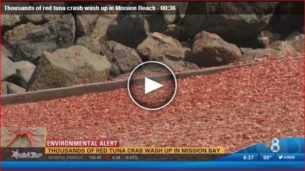 Thousands of red tuna crabs die or dying on Mission Beach San Diego, Thousands of red tuna crabs die or dying on Mission Beach San Diego june 2016, Thousands of red tuna crabs washed ashore on June 7 2016 in Mission Beach San Diego California
