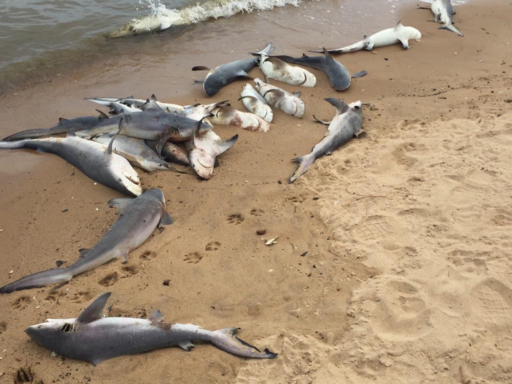 dead sharks alabama, 60 dead sharks dead Mobile Bay alabama, dead baby sharks alabama, alabama shark die-off, dozens of sharks mysteriously die in Mobile bay alabama