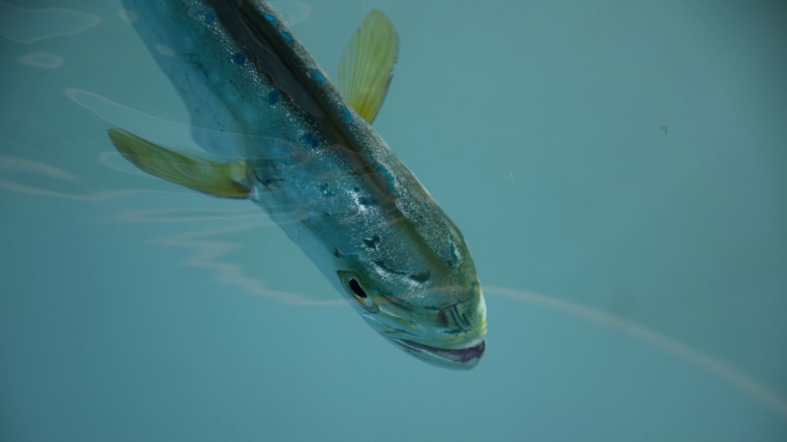 Mahi deepwater horizon, effect deepwater horizon on fish, fish kill deepwater horizon