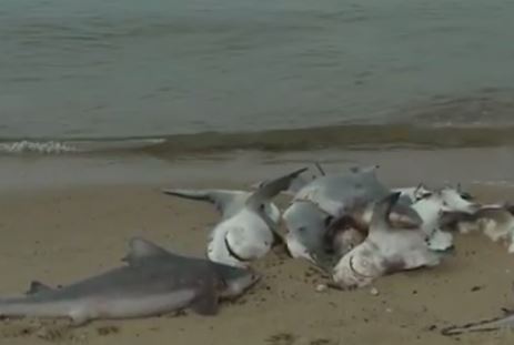 dead sharks alabama, 60 dead sharks dead Mobile Bay alabama, dead baby sharks alabama, alabama shark die-off, dozens of sharks mysteriously die in Mobile bay alabama